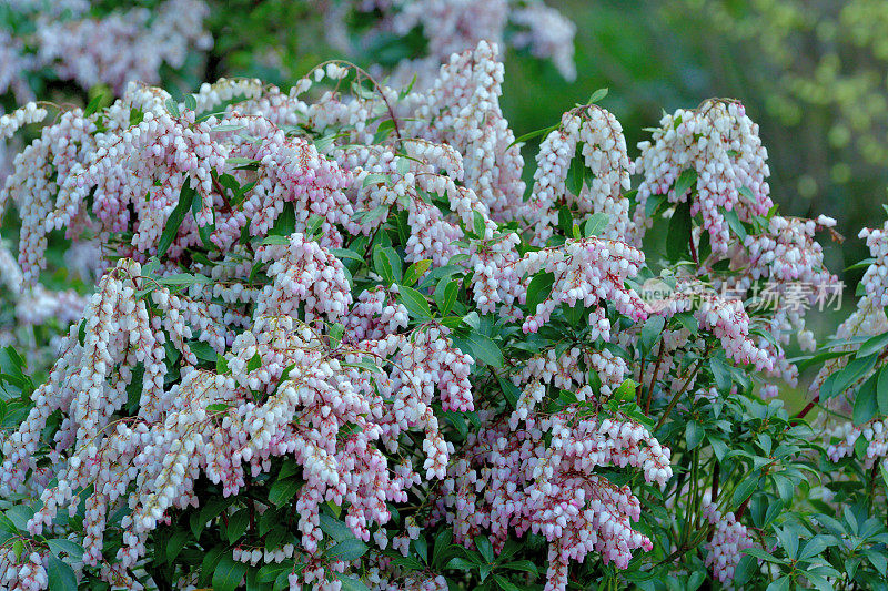 Pieris japonica /日本仙女座花